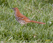 Brown Thrasher